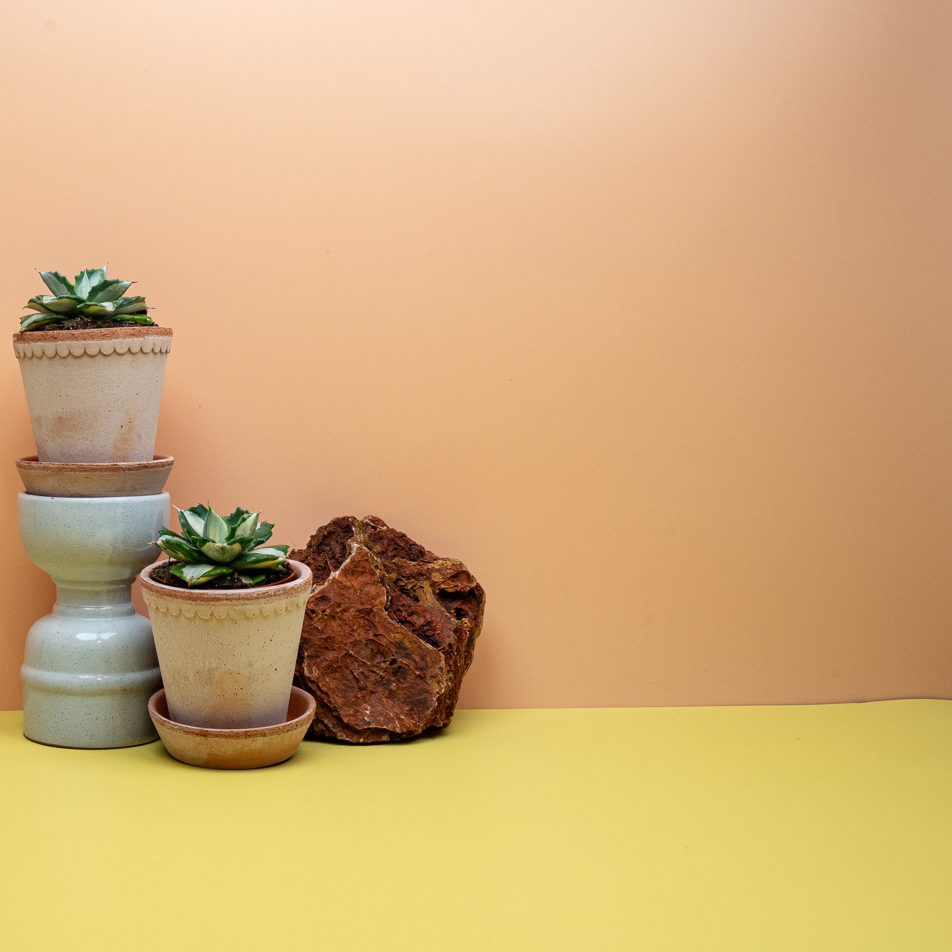Agave Potatorum Ouhi-Raijin im Kulturtopf, sukkulente Rosette – potflourri