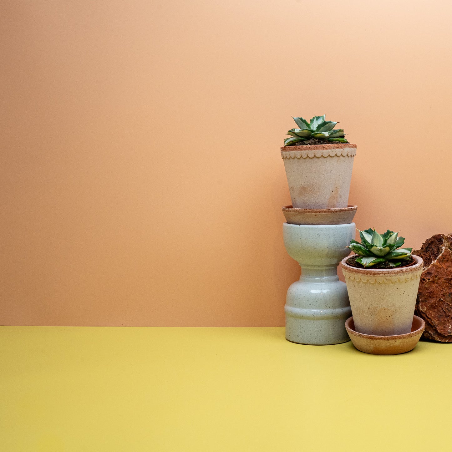 Agave potatorum Ouhi-Raijin, Enddorn und Blattrand im Detail – potflourri