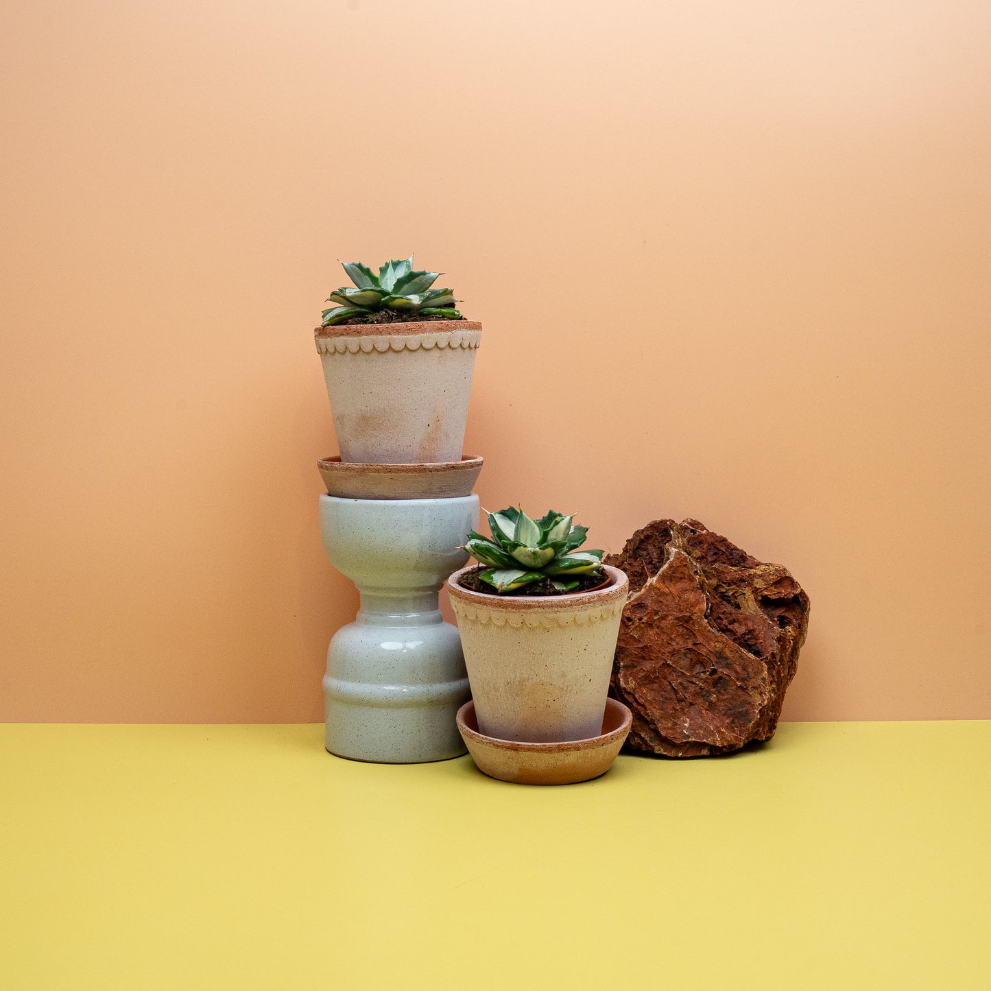 Agave Potatorum Ouhi-Raijin mit kompakter Rosette – potflourri