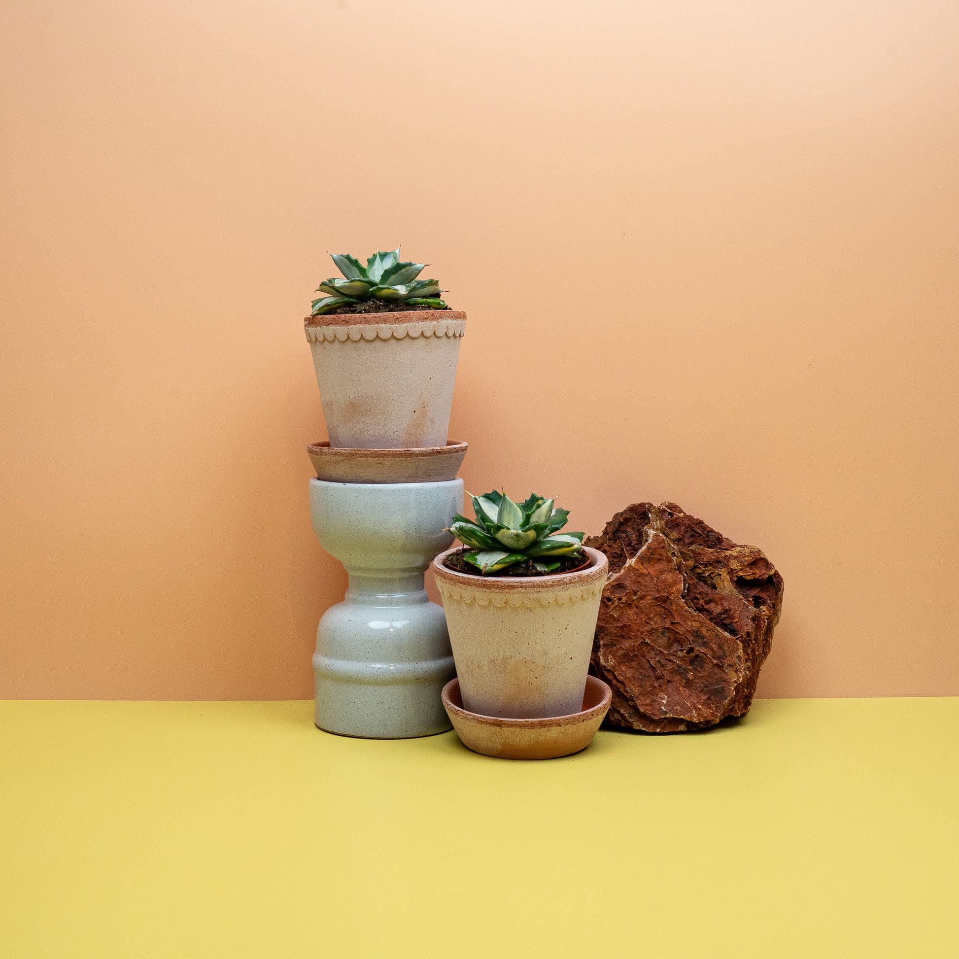 Agave Potatorum Ouhi-Raijin mit kompakter Rosette – potflourri