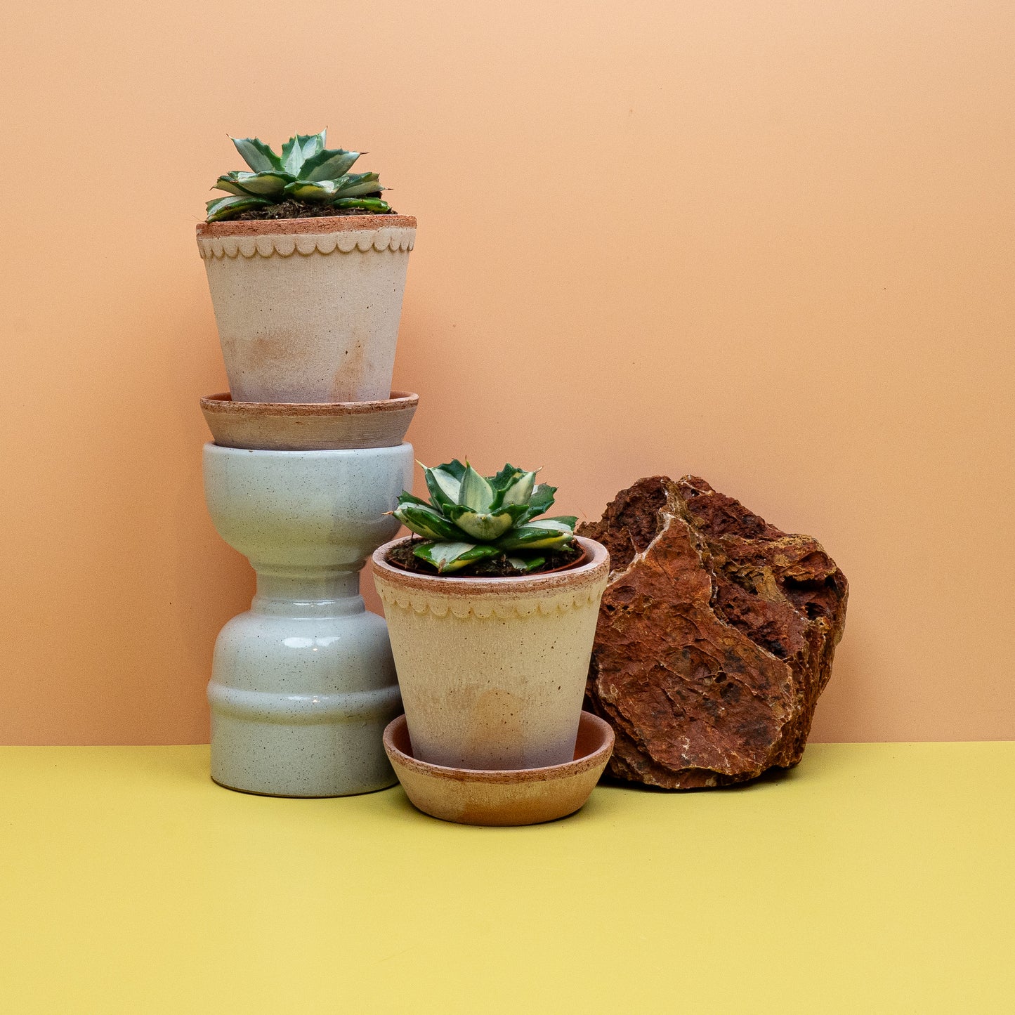 Agave Potatorum Ouhi-Raijin, japanische Zwergsorte in Gesamtansicht – potflourri