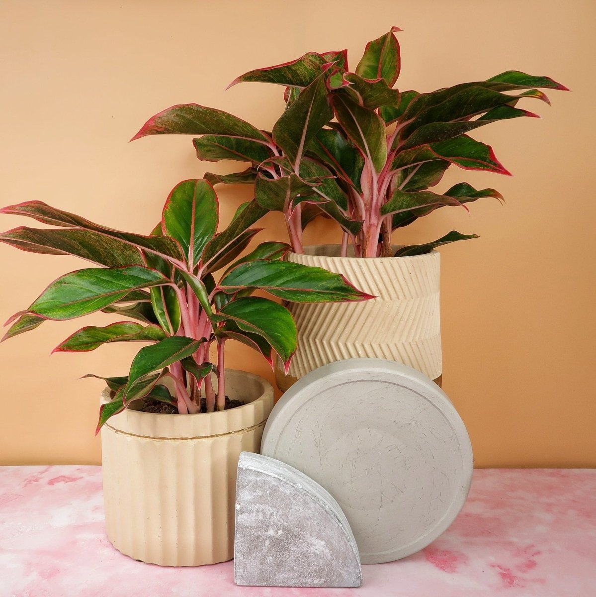 AGLAONEMA CRETE online bestellen bei potflourri