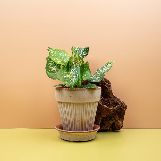 AGLAONEMA DIAMOND WHITE online bestellen bei potflourri