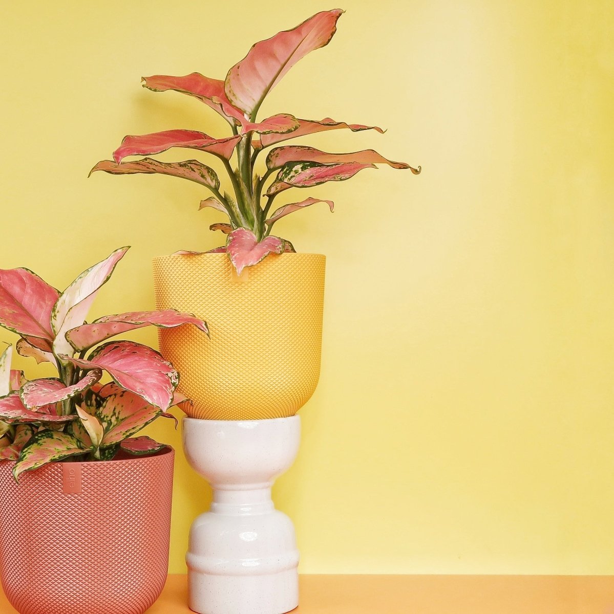 aglaonema flamingo AGLAONEMA FLAMINGO online kaufen bei potflourri
