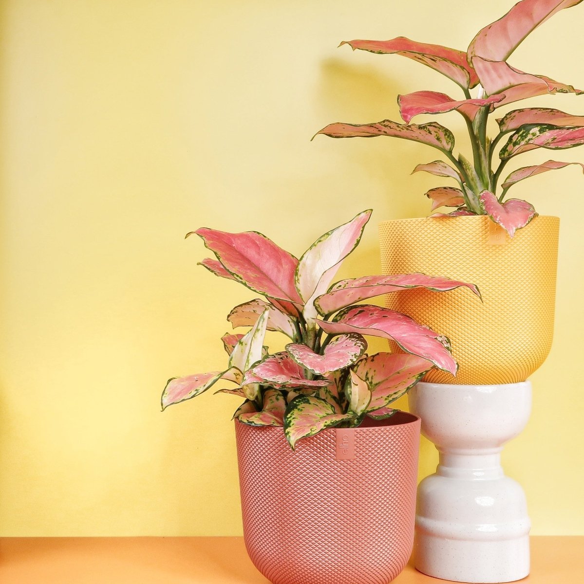 AGLAONEMA FLAMINGO online bestellen bei potflourri