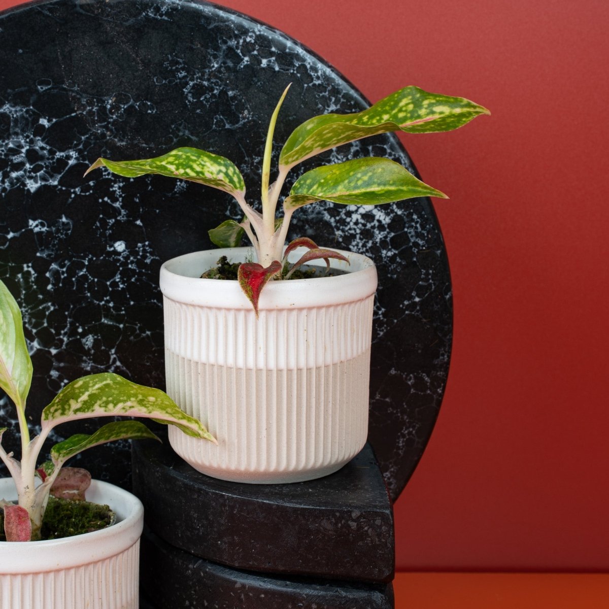 night sparkle aglaonema AGLAONEMA NIGHT SPARKLE online kaufen bei potflourri