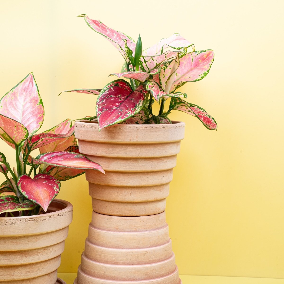 AGLAONEMA PINK online bestellen bei potflourri