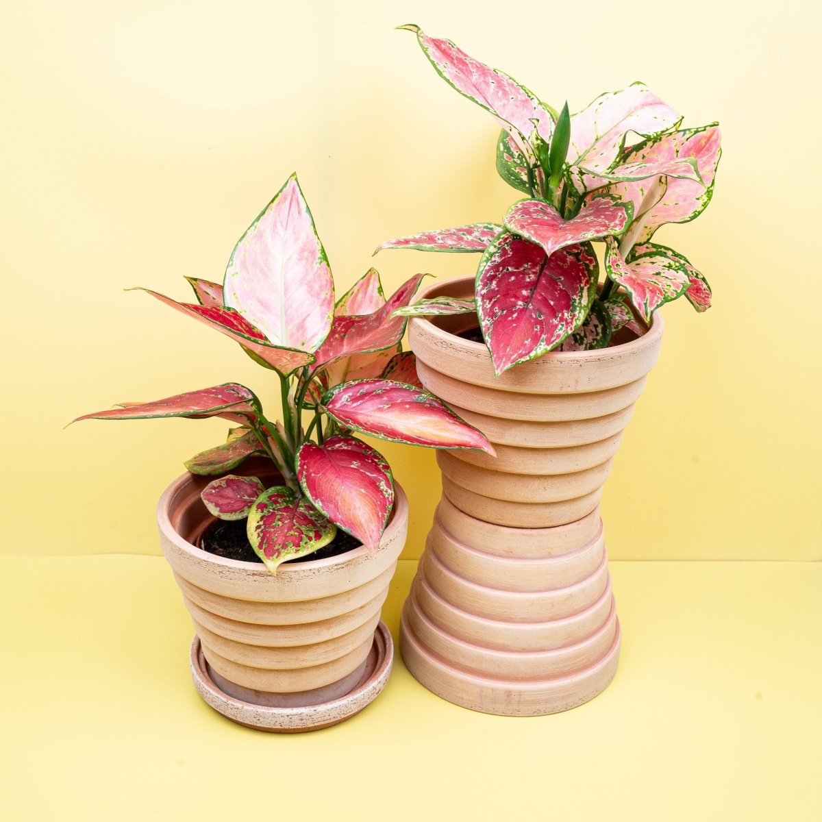 AGLAONEMA PINK online bestellen bei potflourri