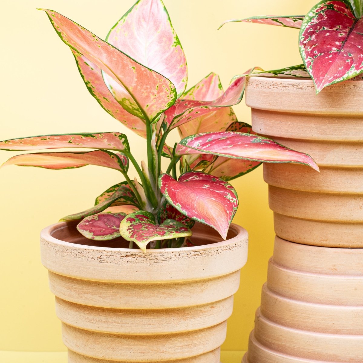 AGLAONEMA PINK online bestellen bei potflourri