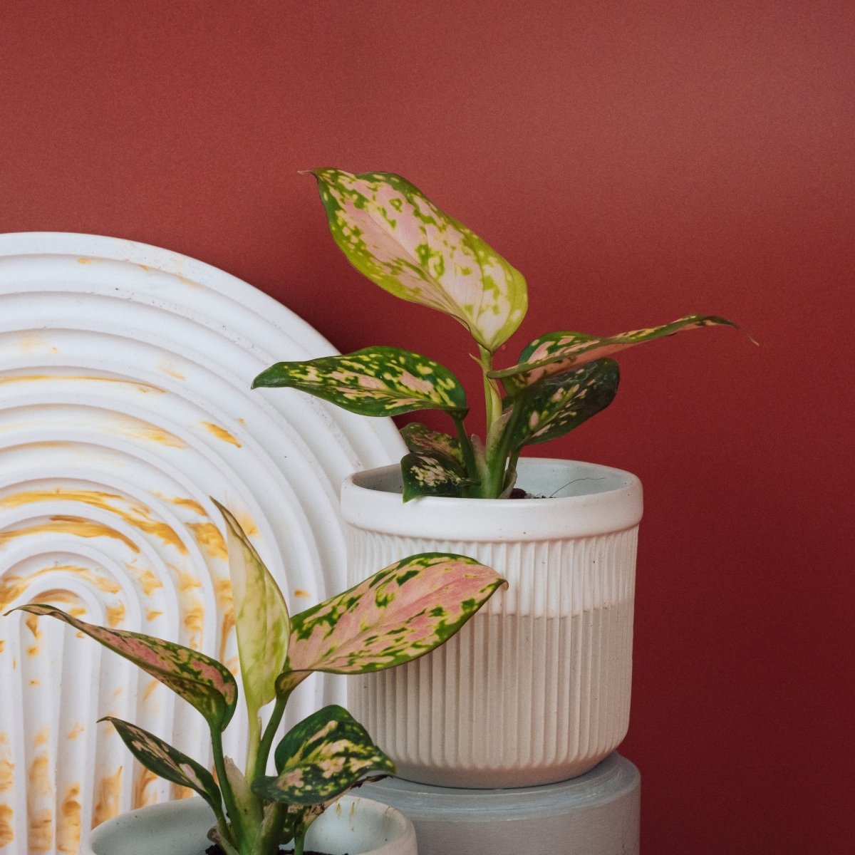 AGLAONEMA ZIRKON online bestellen bei potflourri