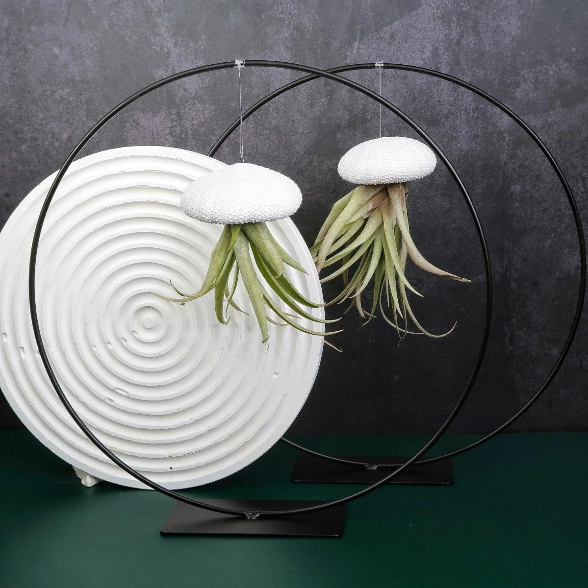 AIRPLANT HOLDER - RING BLACK online bestellen bei potflourri