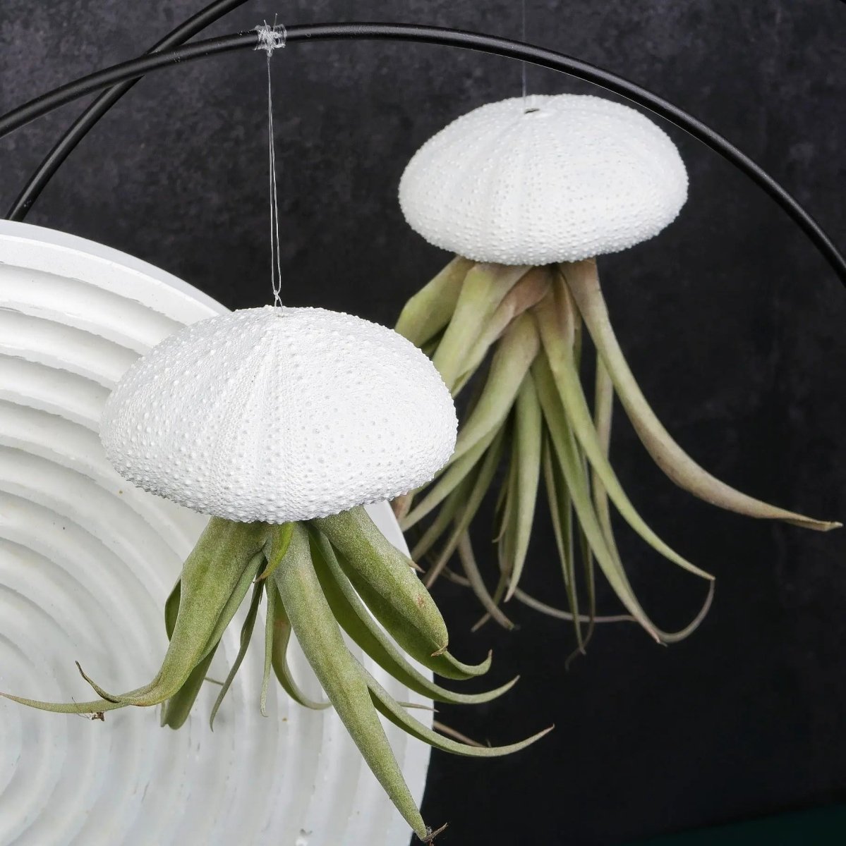 AIRPLANT HOLDER - RING BLACK online bestellen bei potflourri