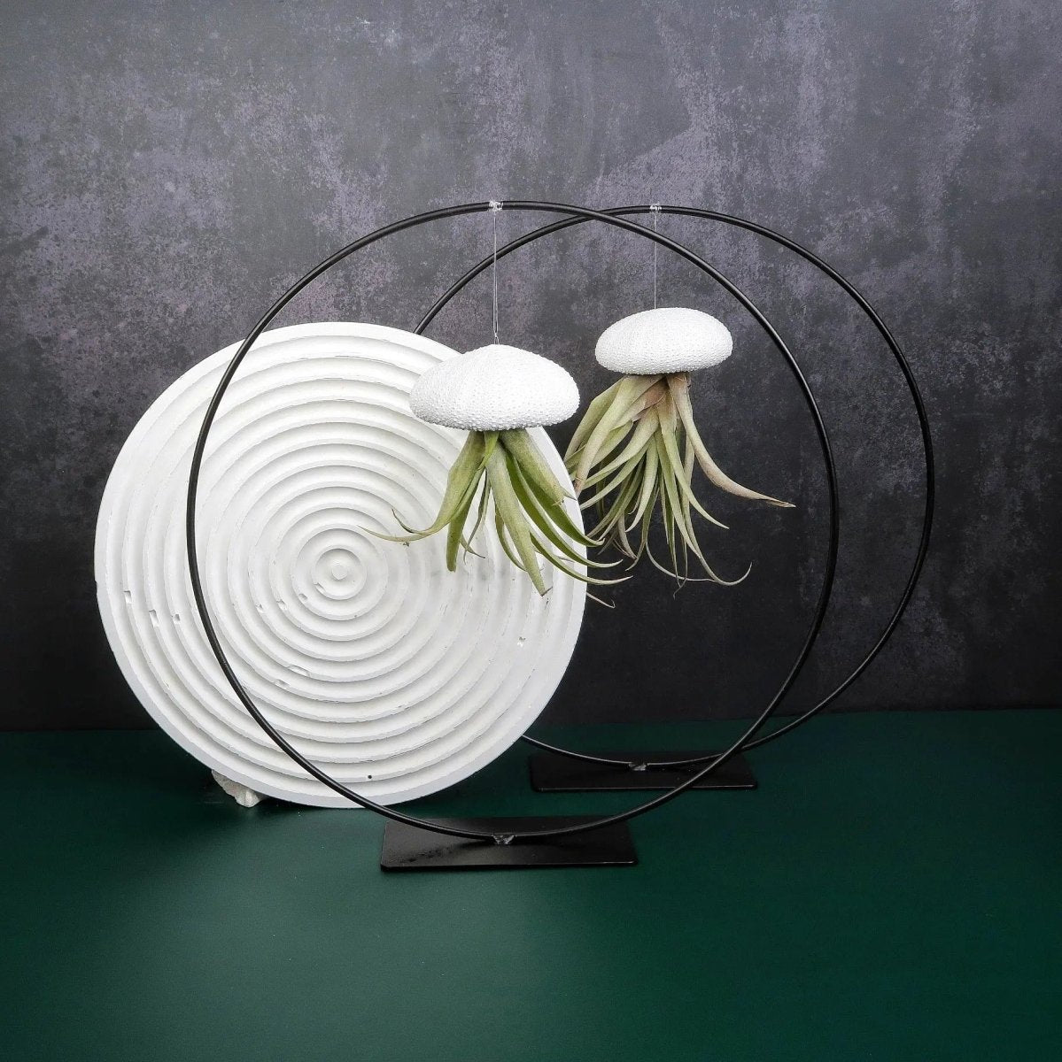 AIRPLANT HOLDER - RING BLACK online bestellen bei potflourri