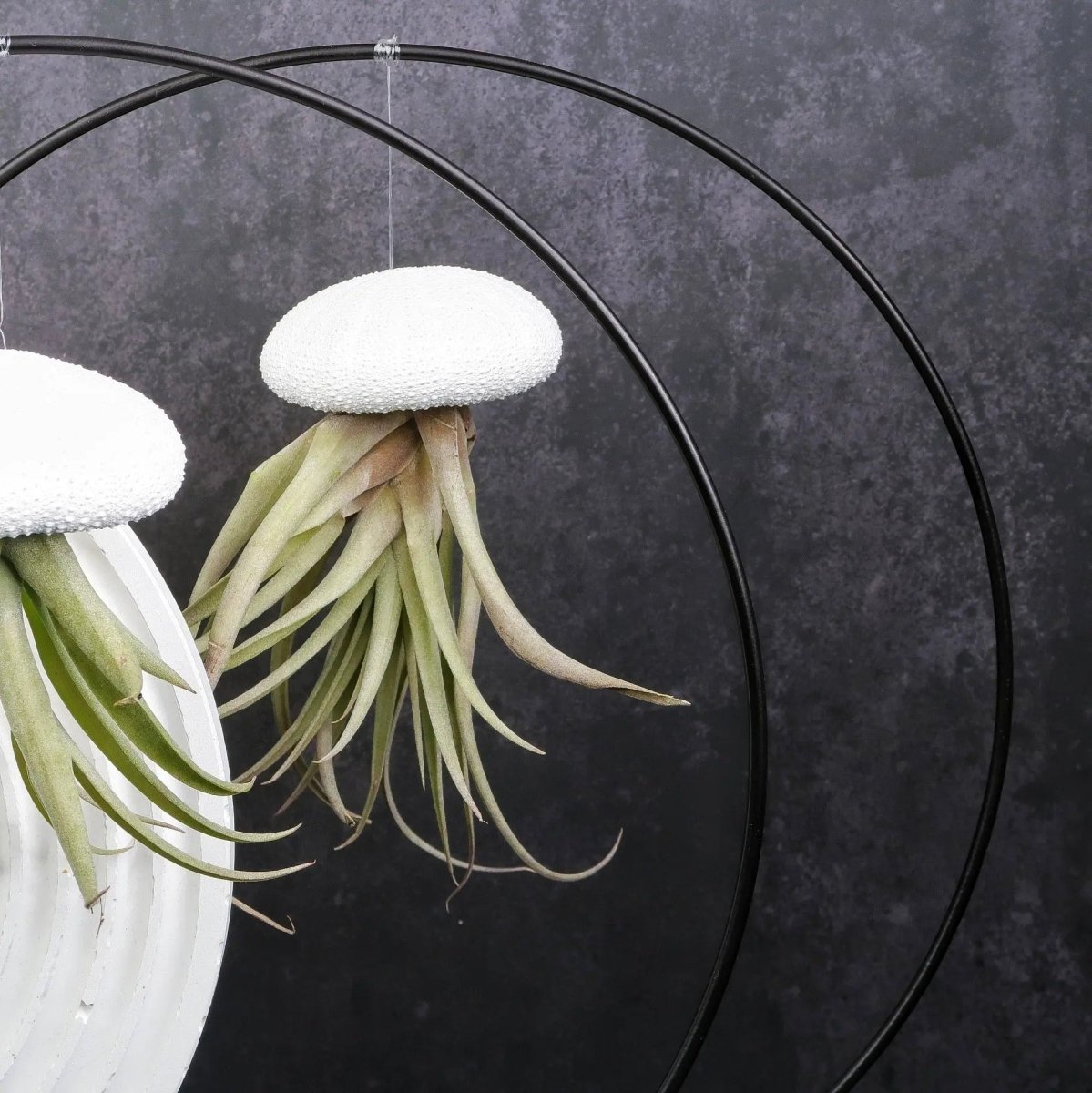 AIRPLANT HOLDER - RING BLACK online bestellen bei potflourri