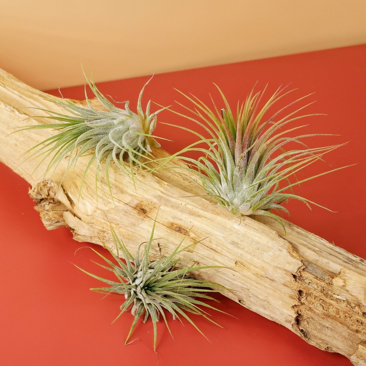 AIRPLANT HOLDER - ROOT LEVANGER online bestellen bei potflourri