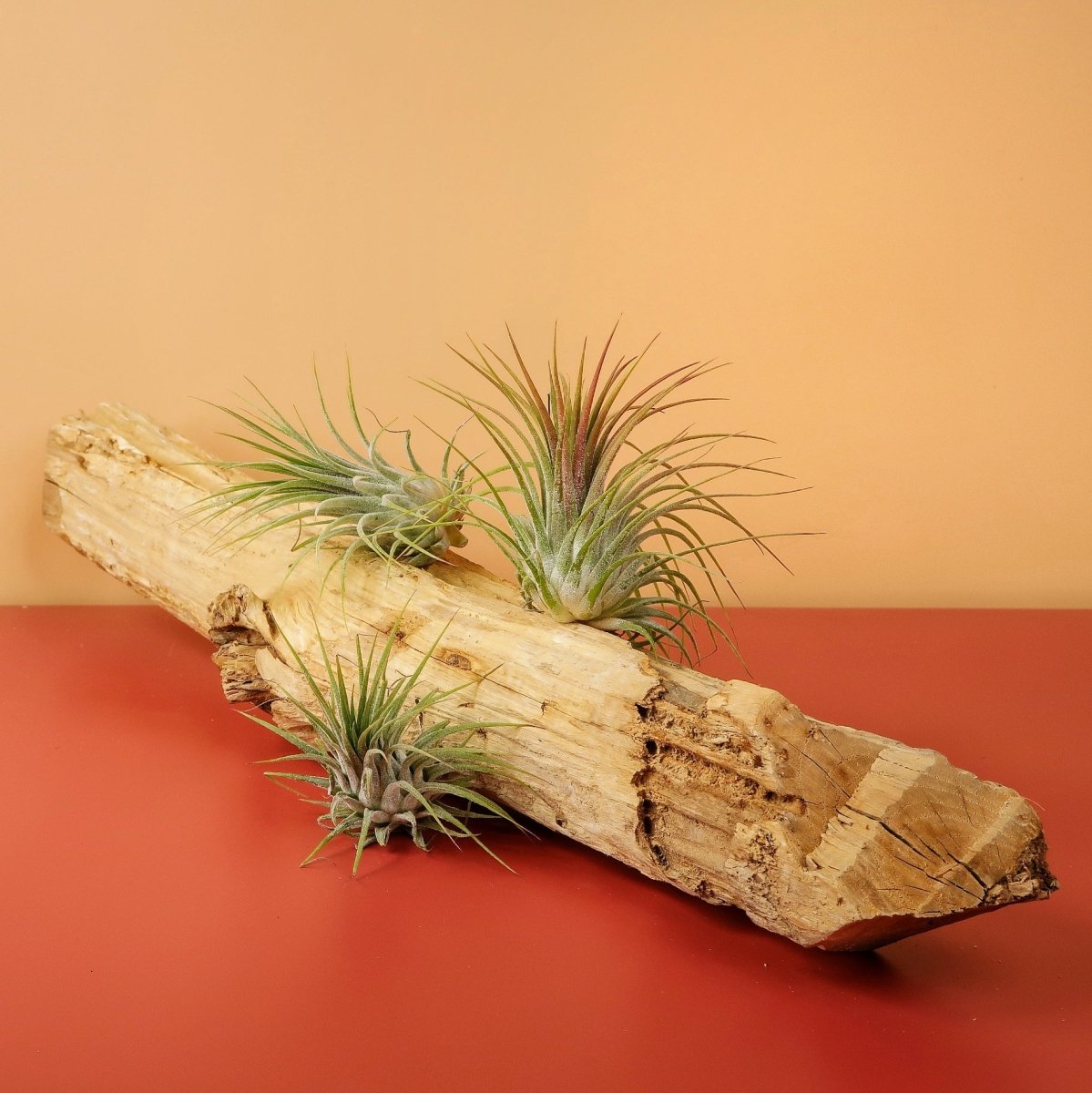 AIRPLANT HOLDER - ROOT LEVANGER online bestellen bei potflourri