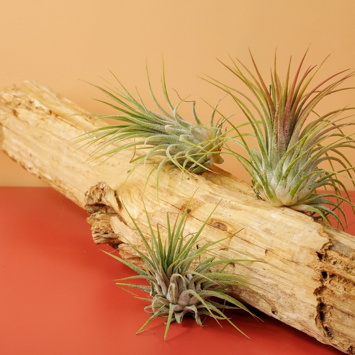 AIRPLANT HOLDER - ROOT LEVANGER online bestellen bei potflourri