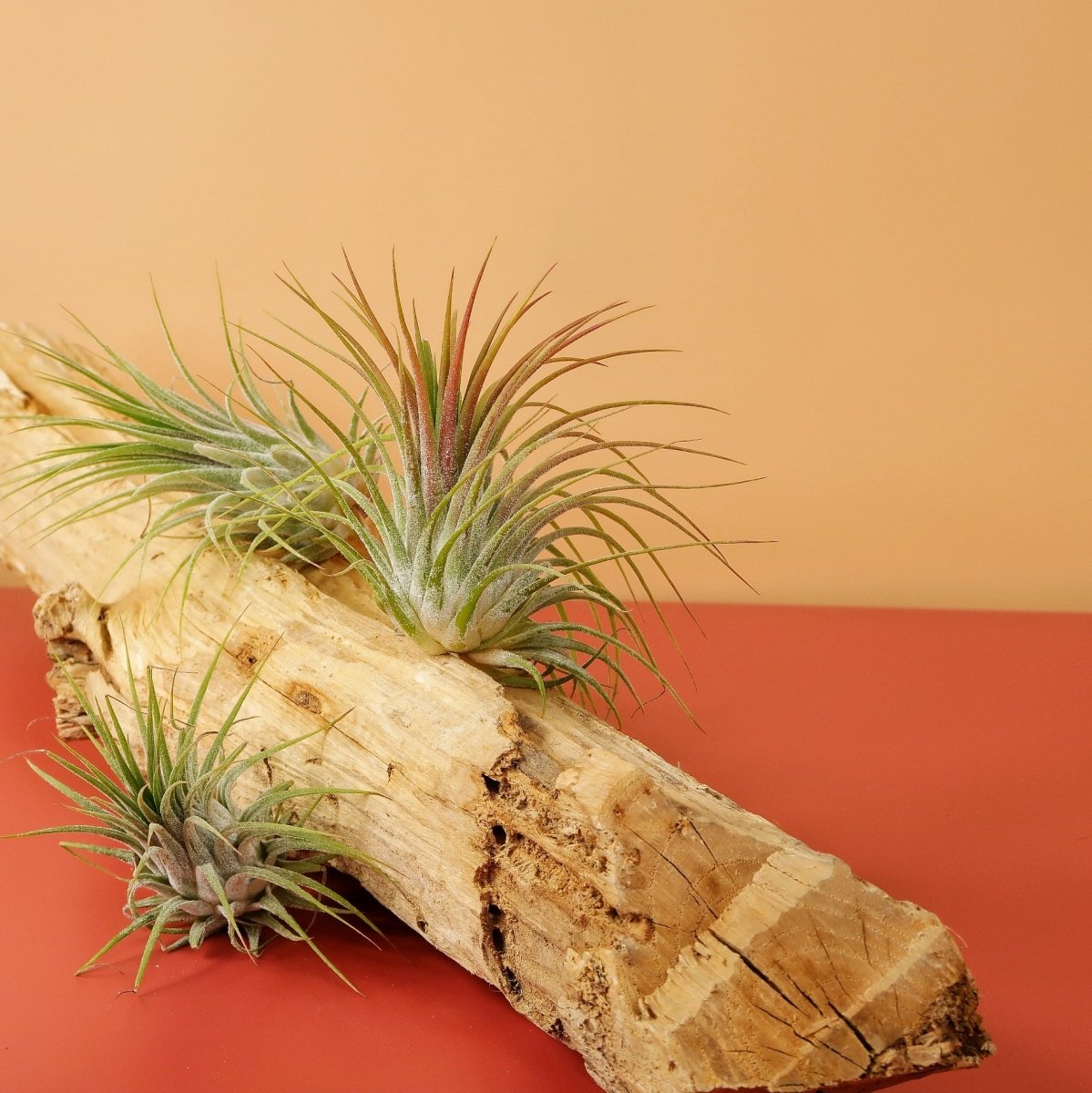 AIRPLANT HOLDER - ROOT LEVANGER online bestellen bei potflourri