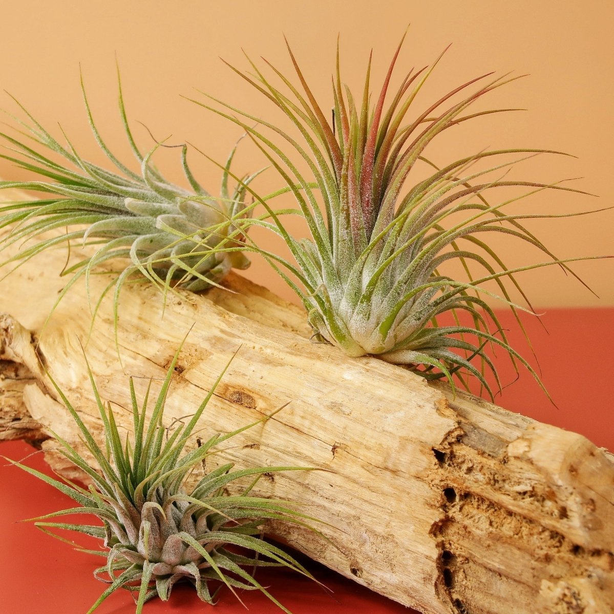 AIRPLANT HOLDER - ROOT LEVANGER online bestellen bei potflourri