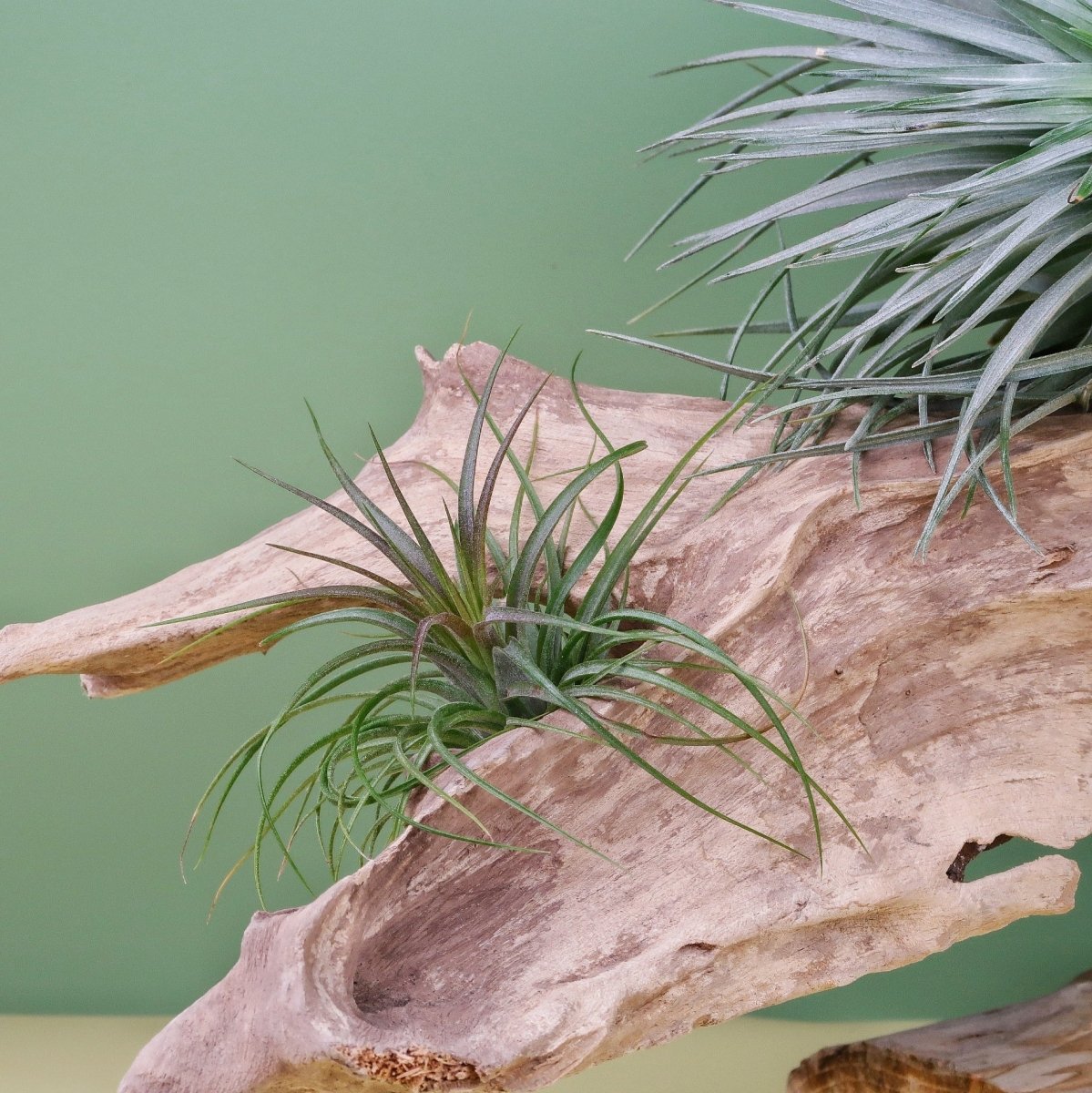 AIRPLANT HOLDER - ROOT NARVJK online bestellen bei potflourri