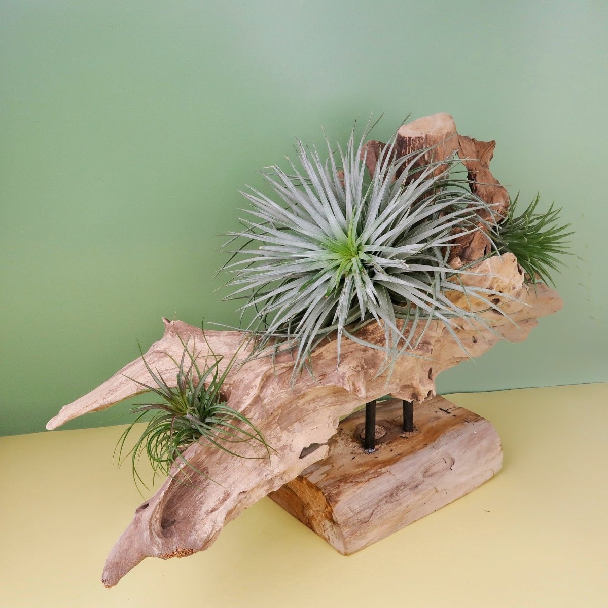 AIRPLANT HOLDER - ROOT NARVJK online bestellen bei potflourri