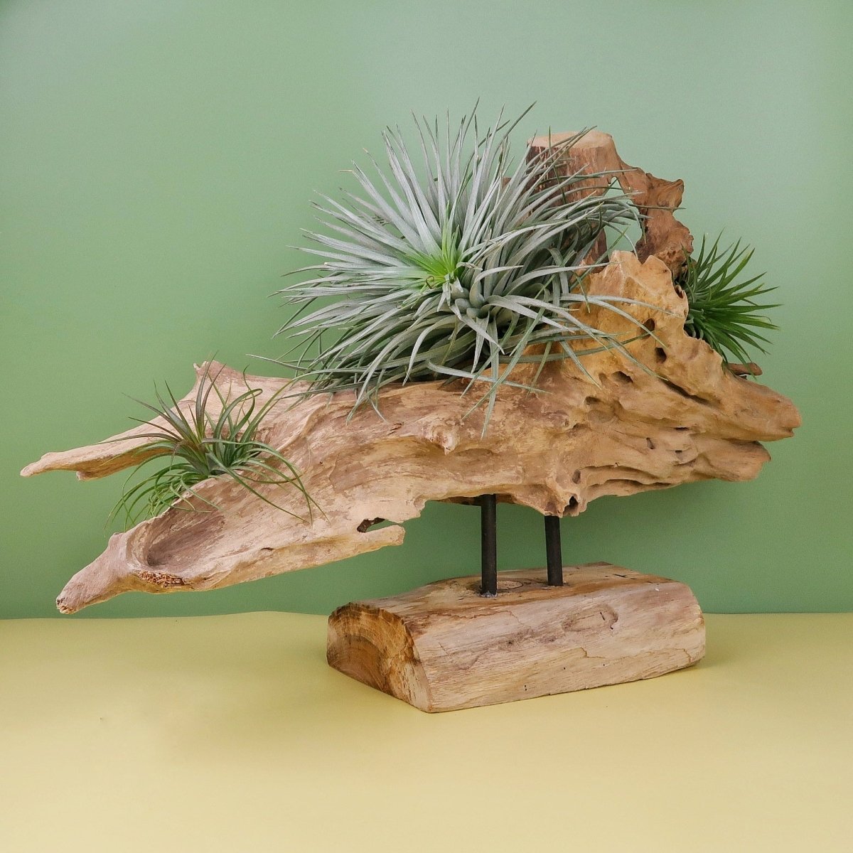 AIRPLANT HOLDER - ROOT NARVJK online bestellen bei potflourri