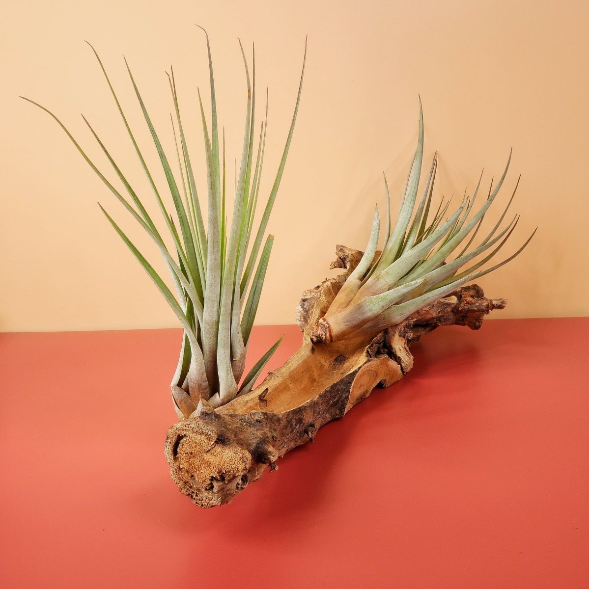 AIRPLANT HOLDER - ROOT ORKANGER online bestellen bei potflourri