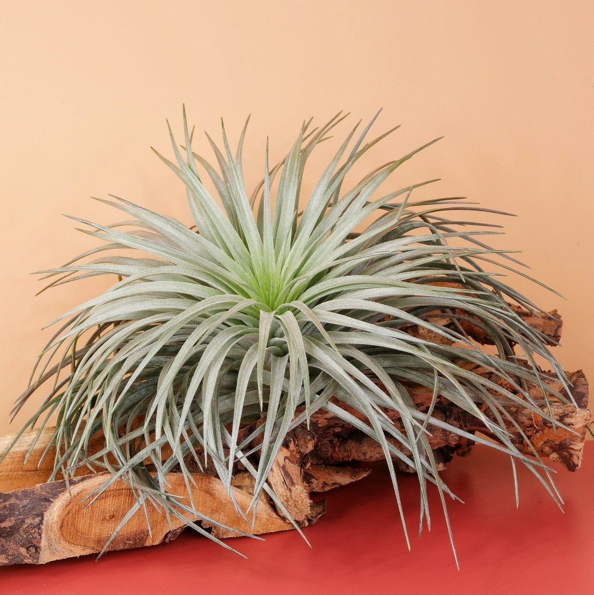 AIRPLANT HOLDER - ROOT ORKANGER online bestellen bei potflourri