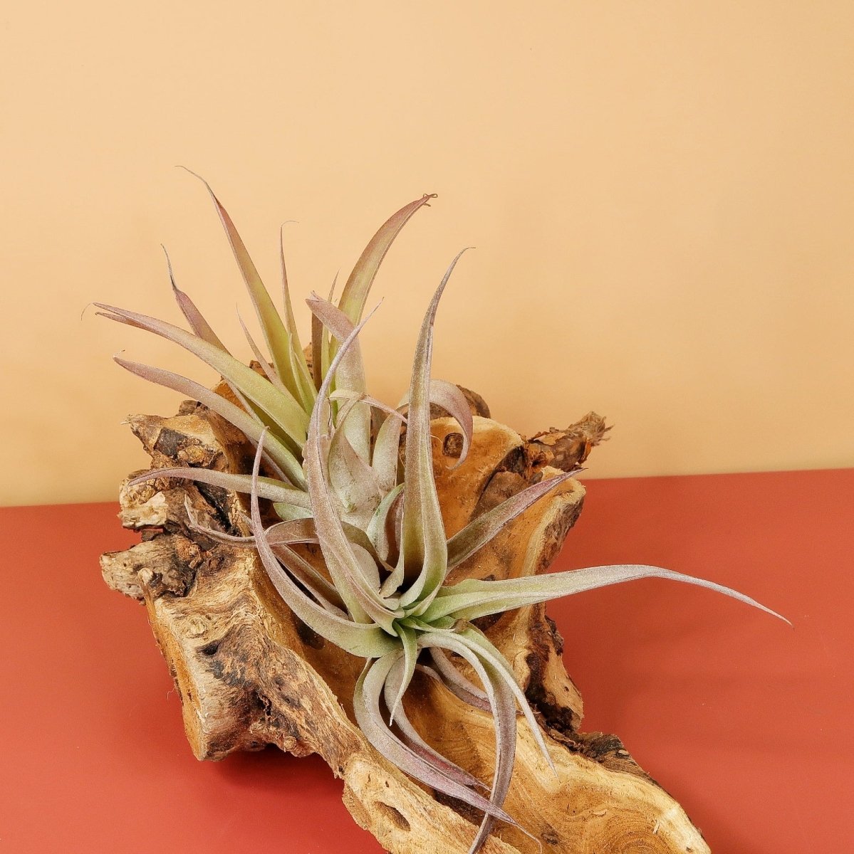 AIRPLANT HOLDER - ROOT ORKANGER online bestellen bei potflourri