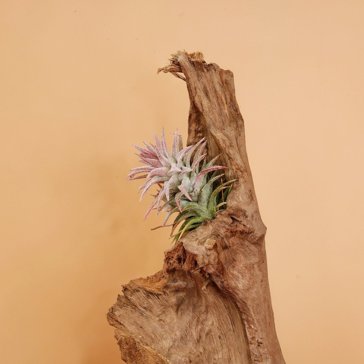 AIRPLANT HOLDER - ROOT ORSA online bestellen bei potflourri