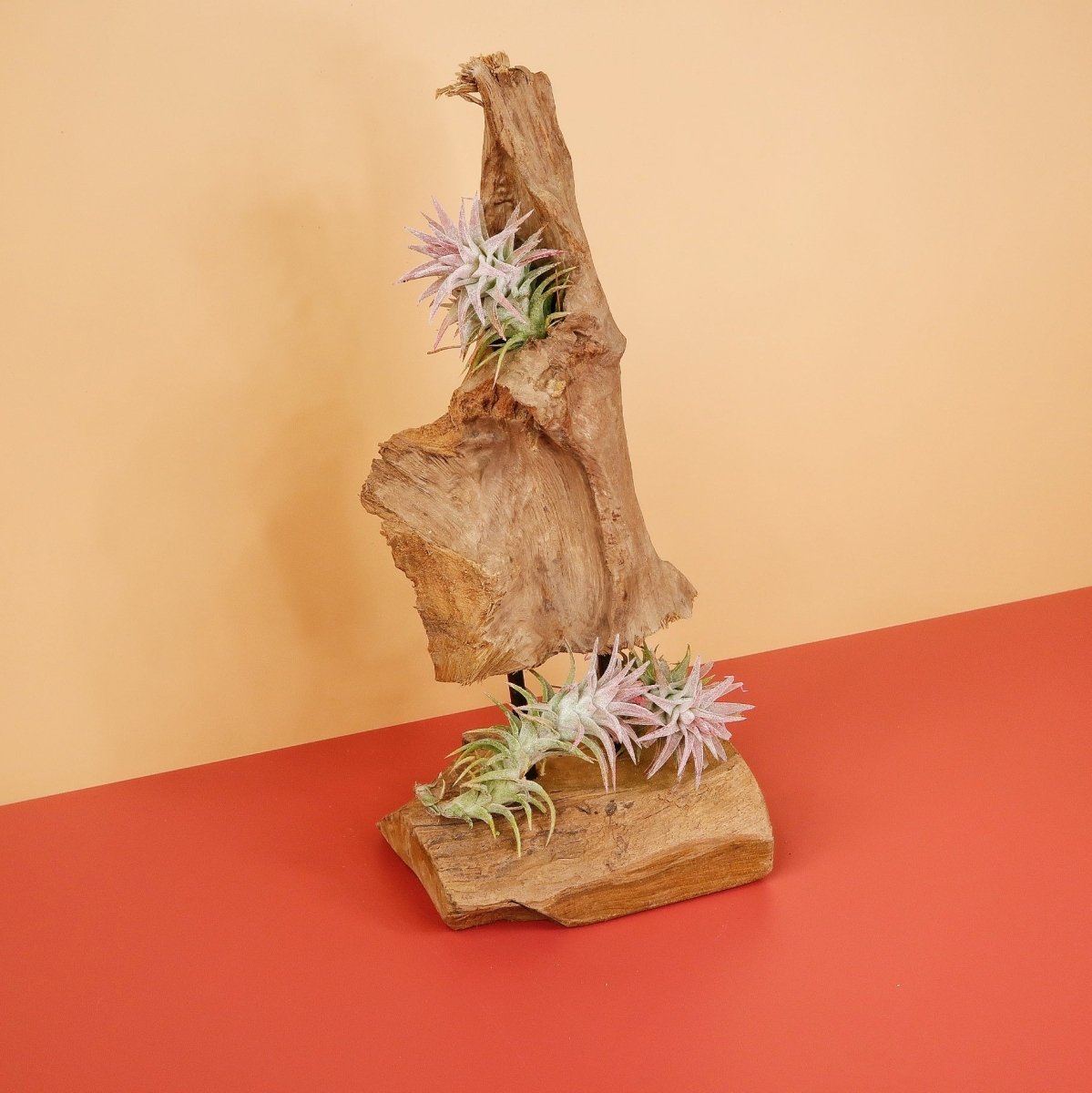 AIRPLANT HOLDER - ROOT ORSA online bestellen bei potflourri