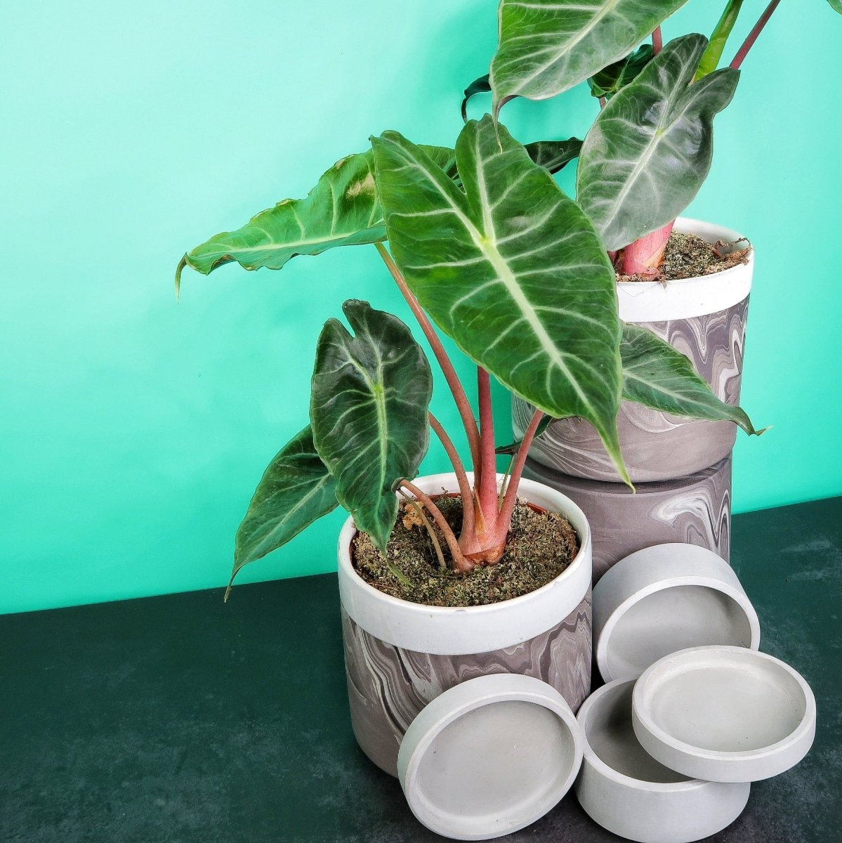 ALOCASIA AMAZONICA online bestellen bei potflourri