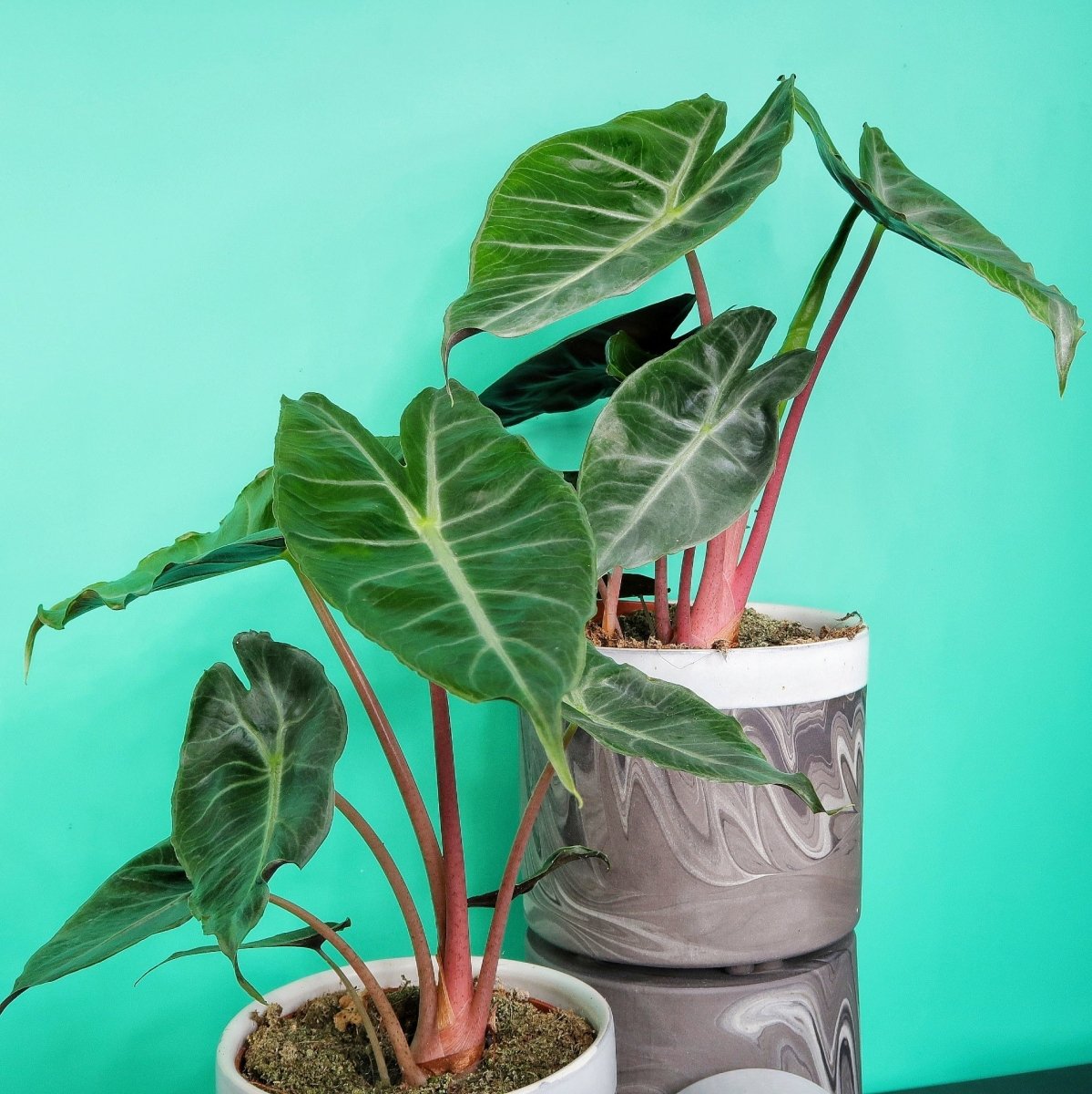 ALOCASIA AMAZONICA online bestellen bei potflourri