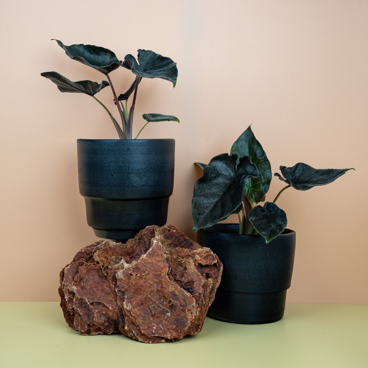 ALOCASIA ANTORO VELVET online bestellen bei potflourri