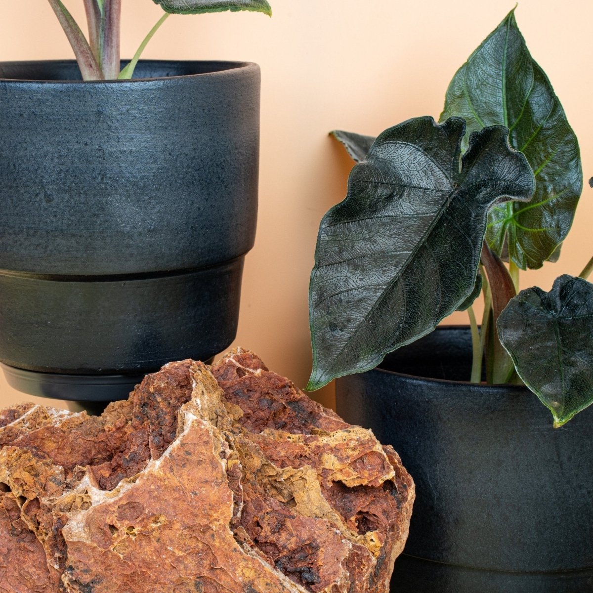 ALOCASIA ANTORO VELVET online bestellen bei potflourri