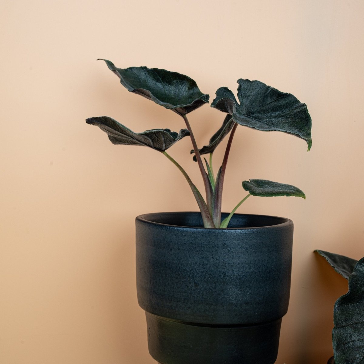 ALOCASIA ANTORO VELVET online bestellen bei potflourri