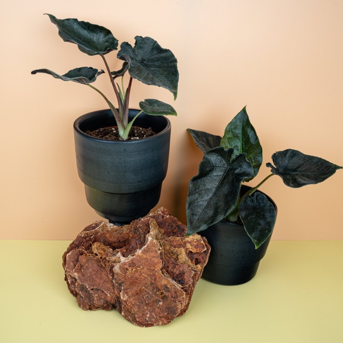 ALOCASIA ANTORO VELVET online bestellen bei potflourri