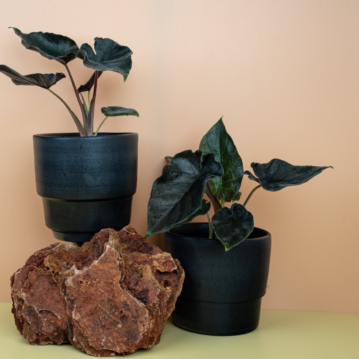 ALOCASIA ANTORO VELVET online bestellen bei potflourri