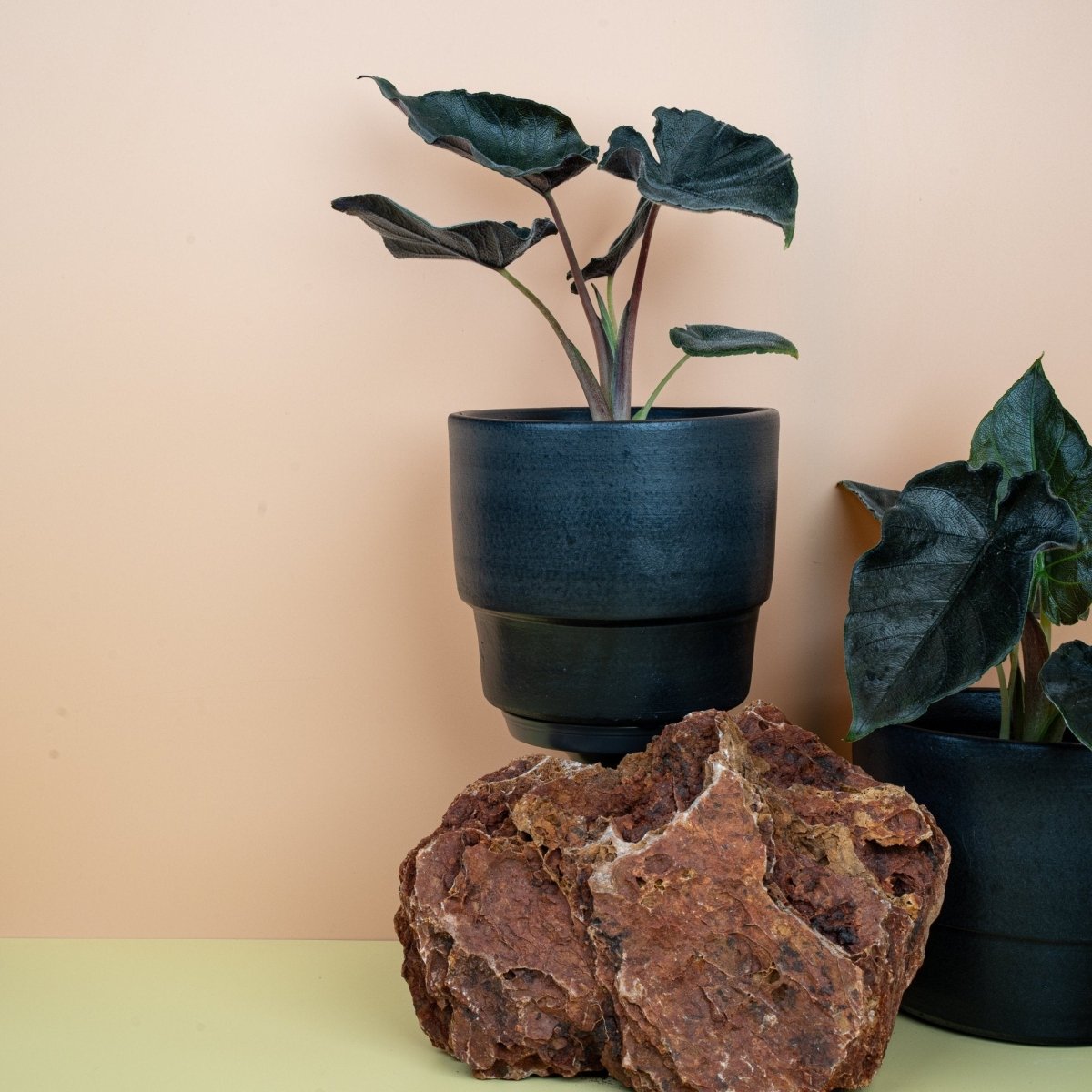 ALOCASIA ANTORO VELVET online bestellen bei potflourri