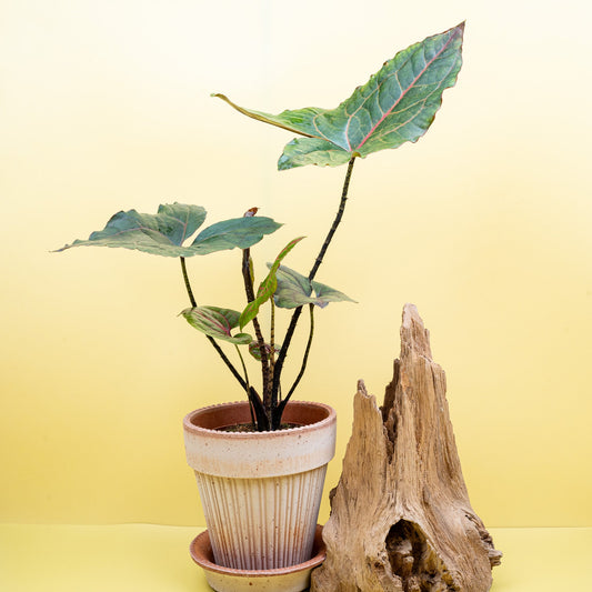 ALOCASIA BLACK JACK online bestellen bei potflourri