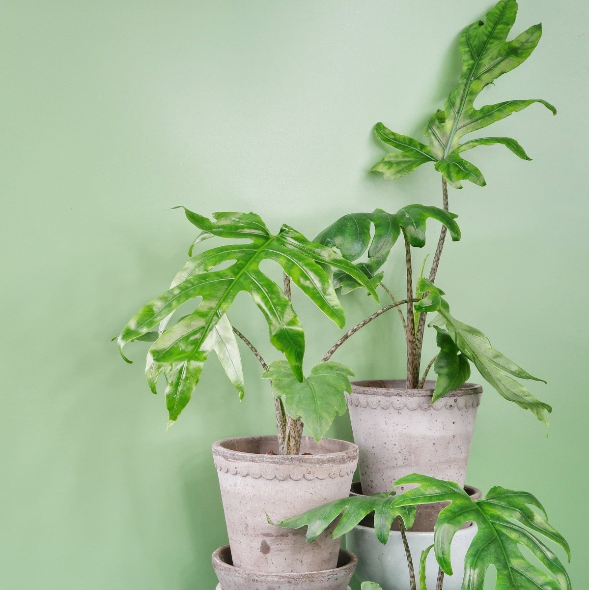 ALOCASIA BRANCIFOLIA PINK PASSION online bestellen bei potflourri