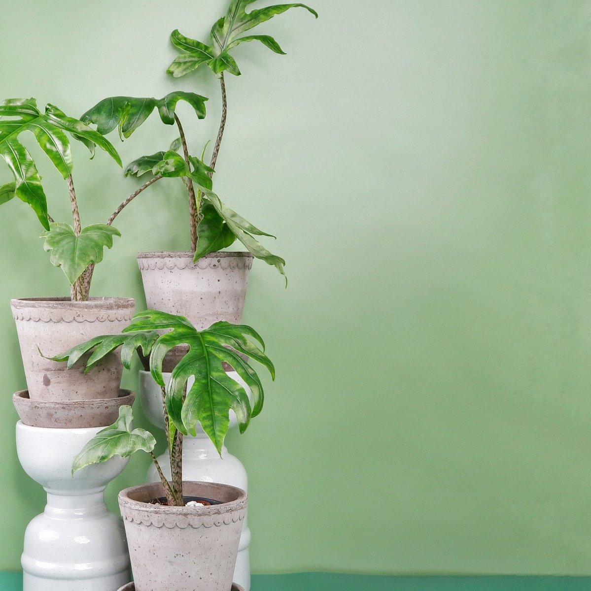 ALOCASIA BRANCIFOLIA PINK PASSION online bestellen bei potflourri