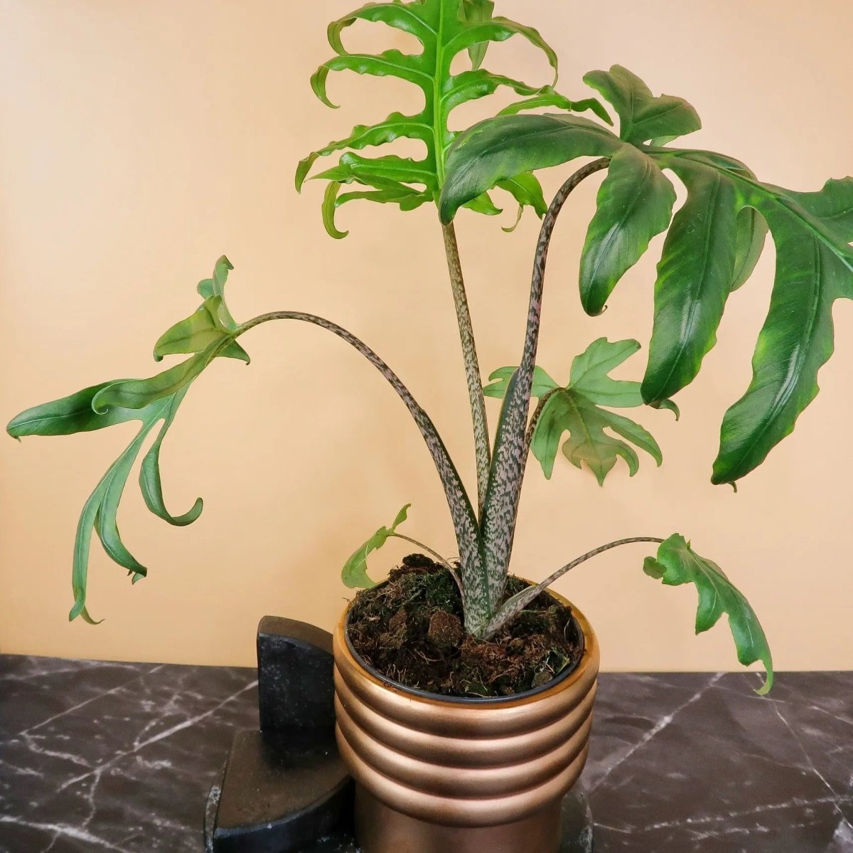 ALOCASIA BRANCIFOLIA PINK PASSION online bestellen bei potflourri