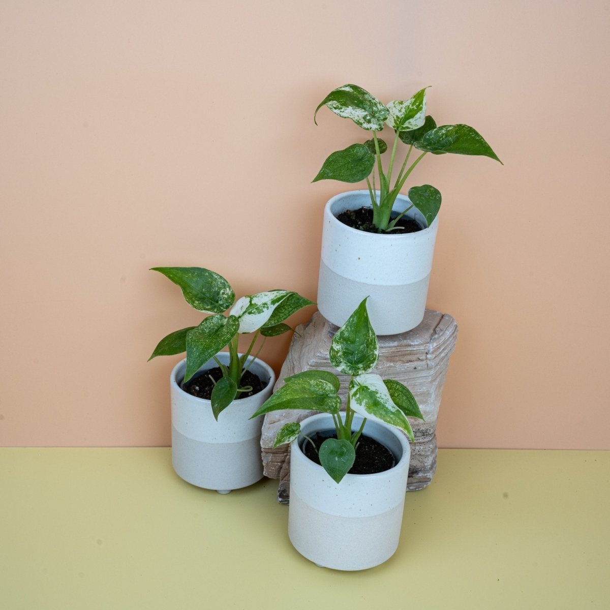 ALOCASIA CUCULLATA VARIEGATA online bestellen bei potflourri