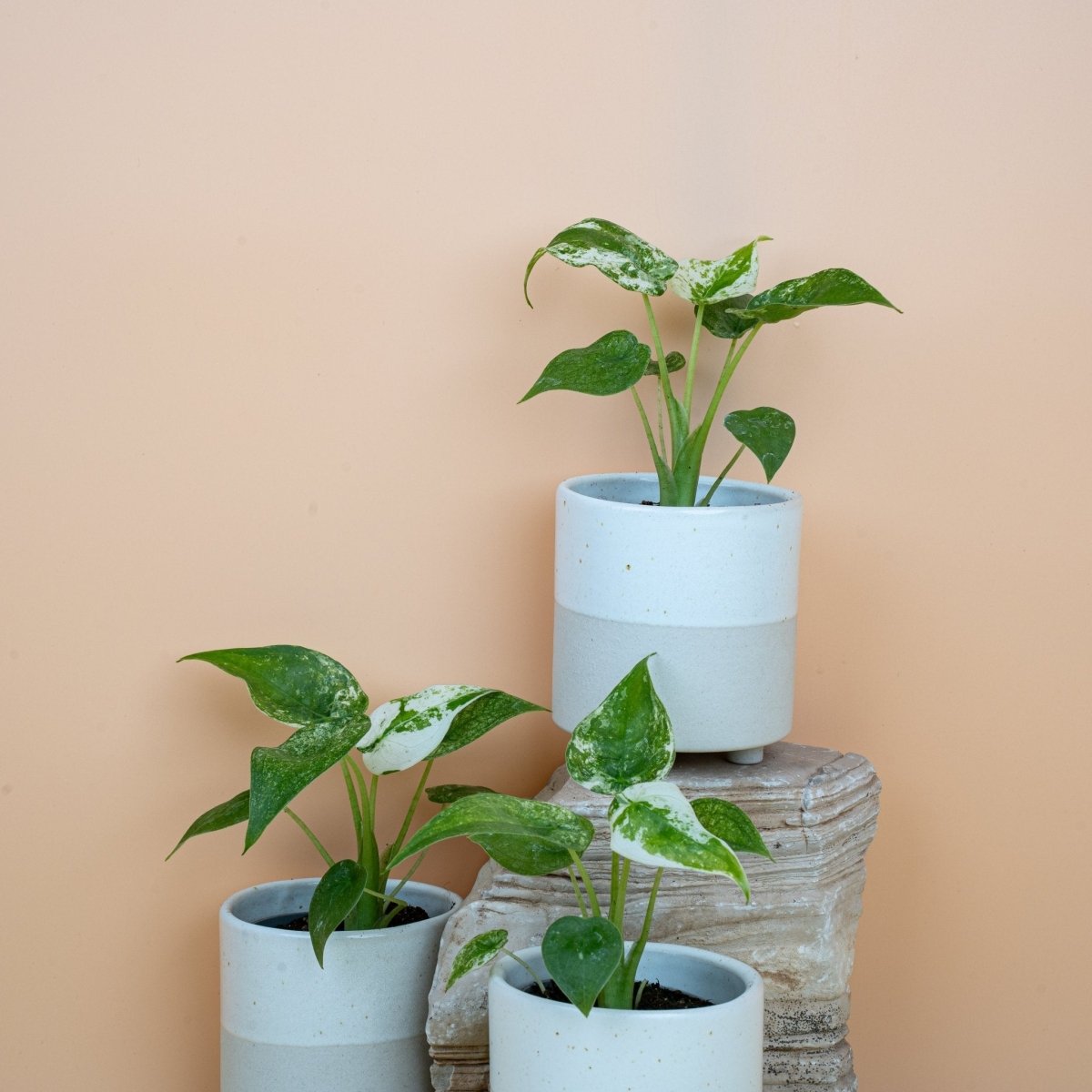 ALOCASIA CUCULLATA VARIEGATA online bestellen bei potflourri