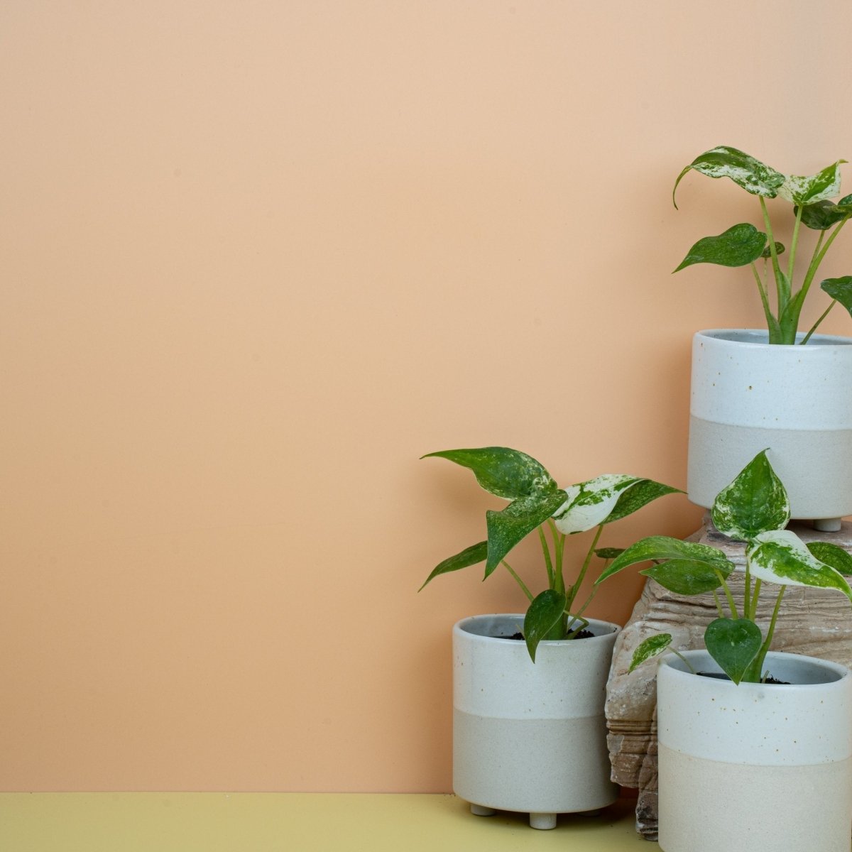 ALOCASIA CUCULLATA VARIEGATA online bestellen bei potflourri