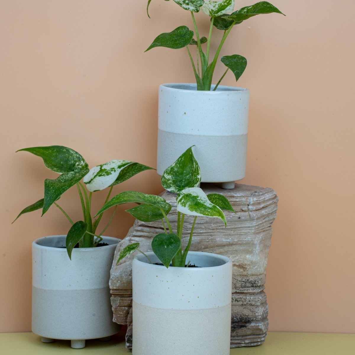 ALOCASIA CUCULLATA VARIEGATA online bestellen bei potflourri