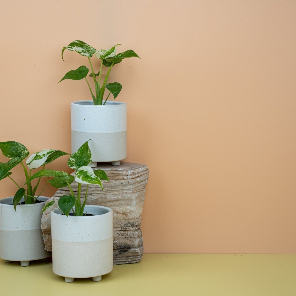 ALOCASIA CUCULLATA VARIEGATA online bestellen bei potflourri