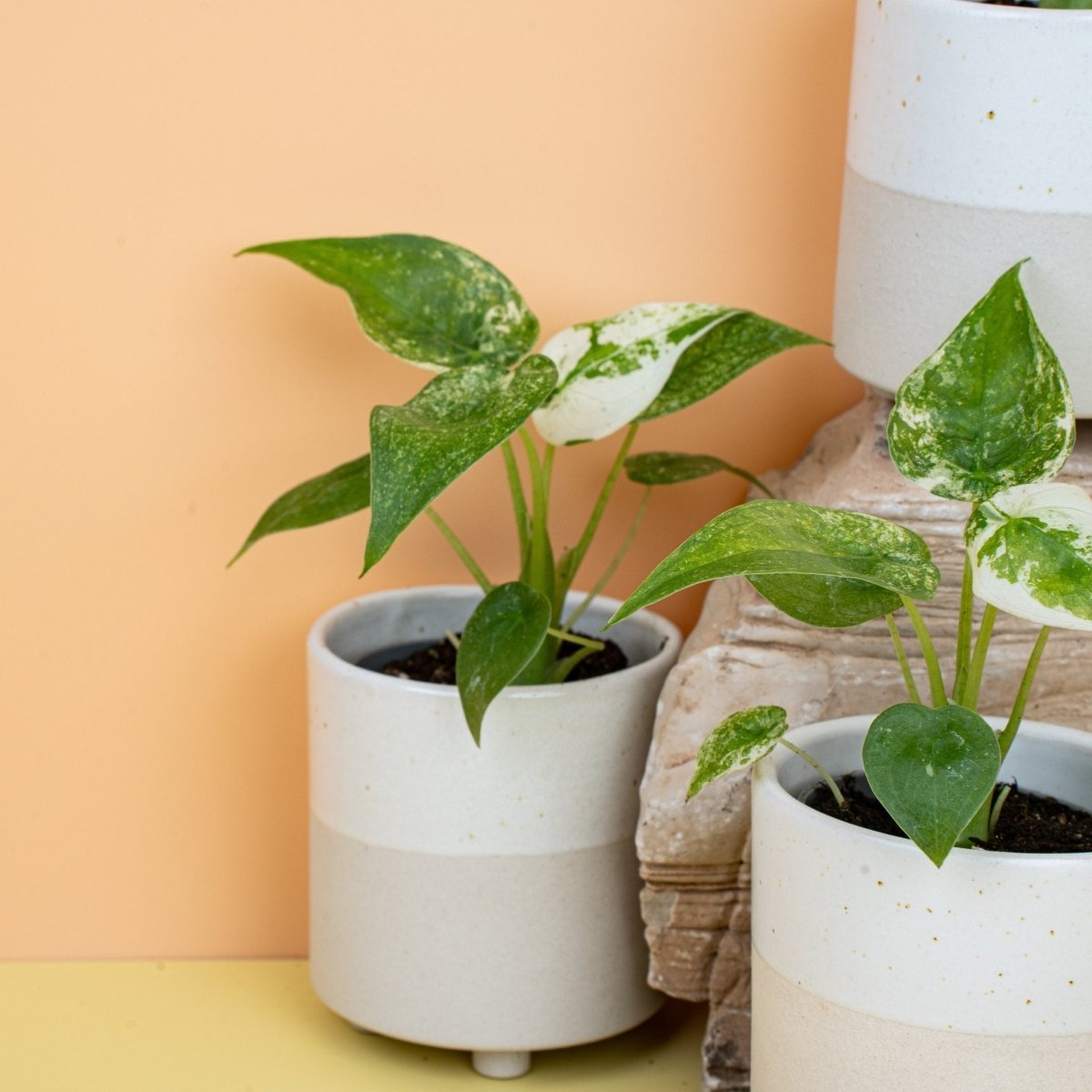 ALOCASIA CUCULLATA VARIEGATA online bestellen bei potflourri