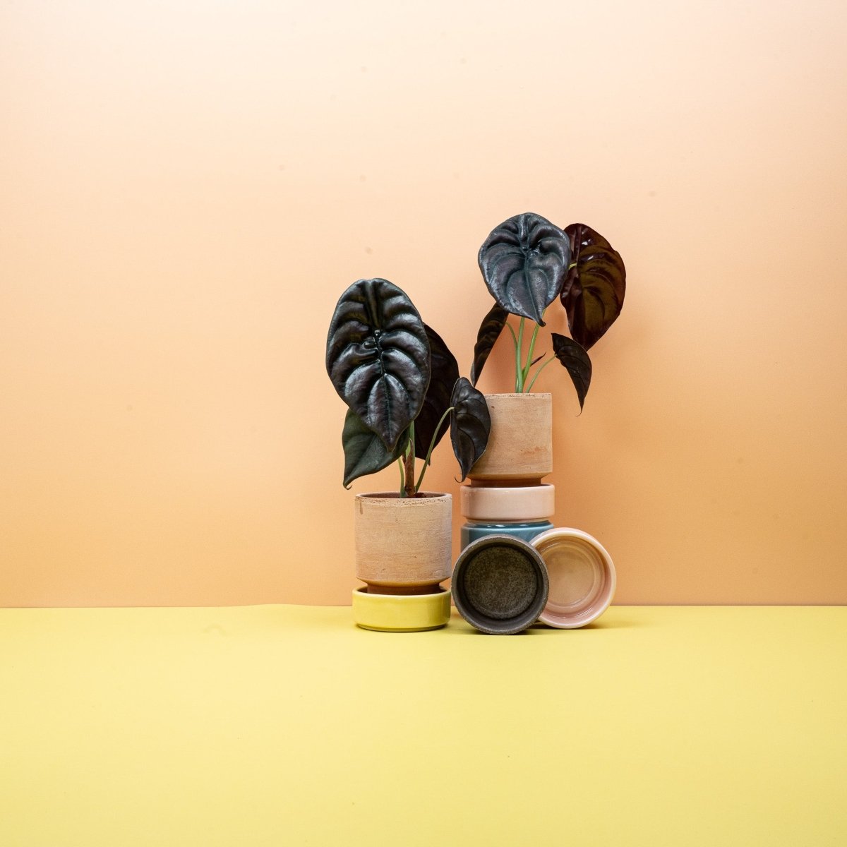 ALOCASIA CUPREA RED SECRET online bestellen bei potflourri